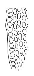 Orthotrichum tasmanicum var. tasmanicum, upper laminal cells at margin.
 Image: R.C. Wagstaff © All rights reserved. Redrawn with permission from Lewinsky (1984). 
